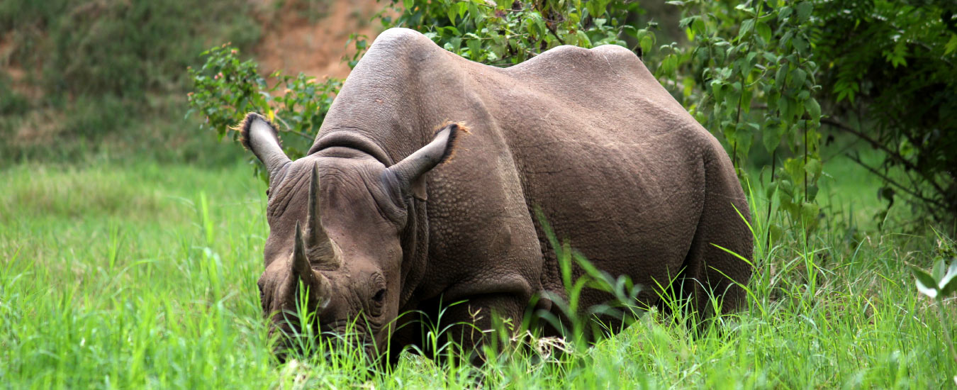 Sri Chamarajendra Zoological Gardens